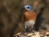 bigstockphoto_bluebird_closeup_male__979066