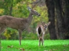 bigstockphoto_deer_s_family_210730