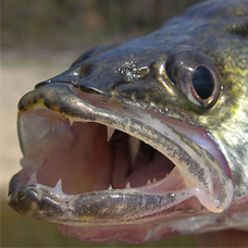 Walleye