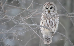 Barred-Owl-owls-15864629-1440-900