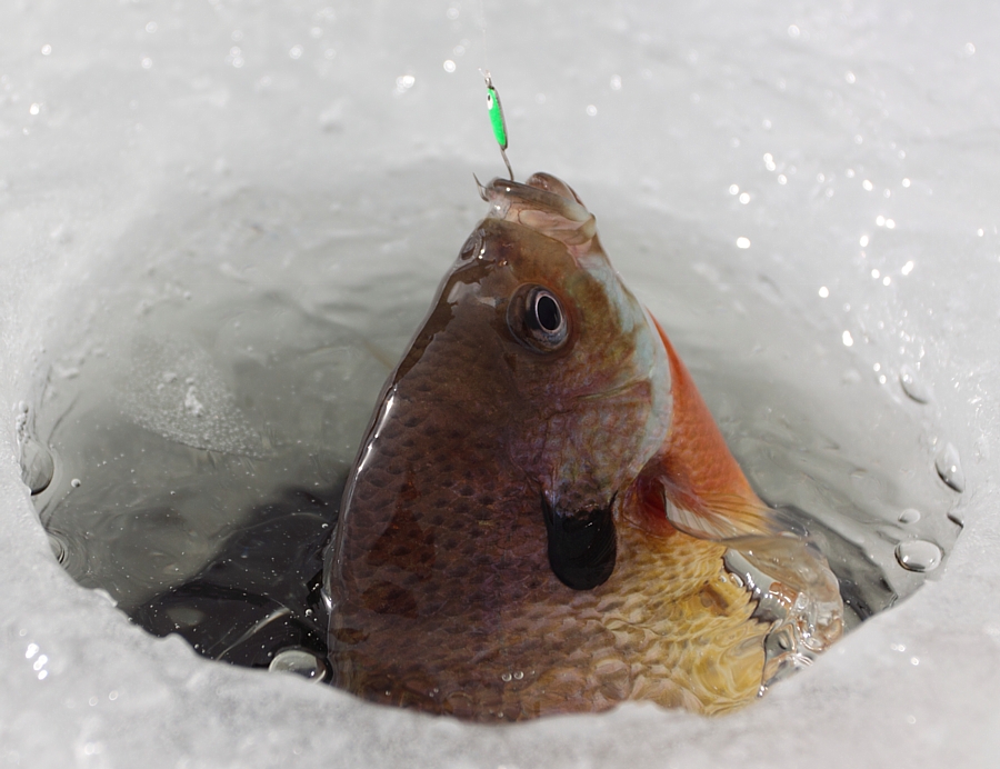 silent lake mn panfish