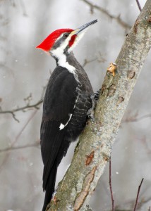 pileated woodpecker