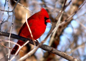 male cardinal