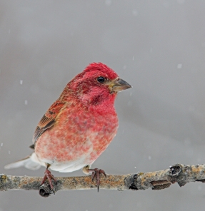 Purple Finch