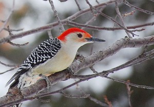 woodpecker