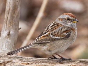 american_tree_sparrow_1