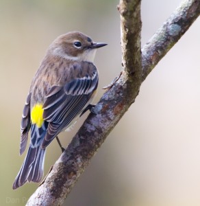 yellow rumped warbler