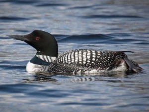 loon