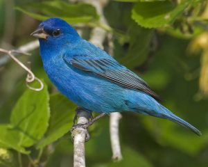 mn indigo bunting